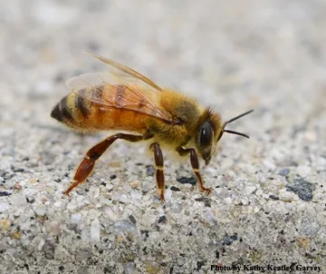 Honey bee