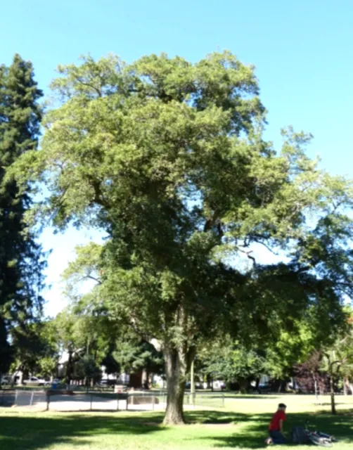Cork Oak photo