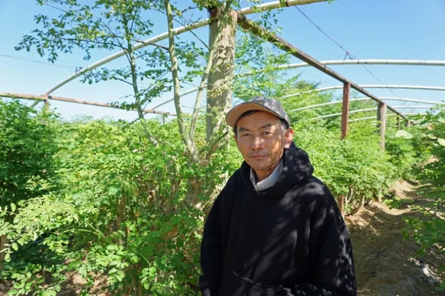 Fresno farmer Vang Thao in his moringa plantation.