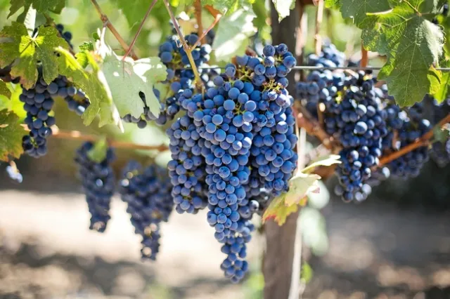 High-end wine sales will likely be hurt by restrictions in place to curb the coronavirus. (Photo: Pixabay)