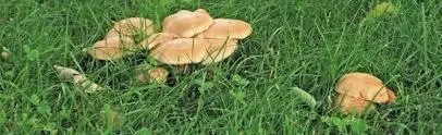 2022Q4 Feat3 mushrooms05