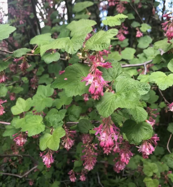 Ribes sanguineum-LaurindaOchoa