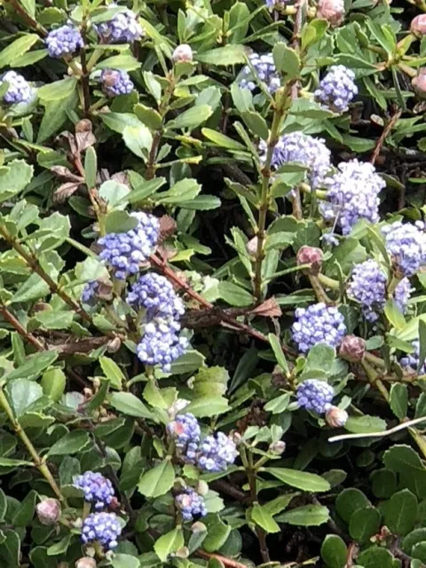 Ceanothus-LaurindaOchoa