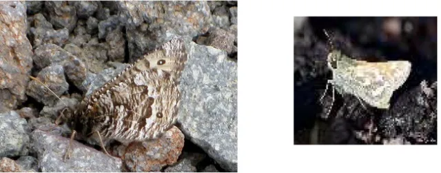 The Ivallda Arctic and the Nevada Skipper. (Images from Art Shapiro's slide show)