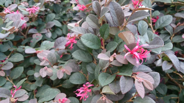 loropetalum