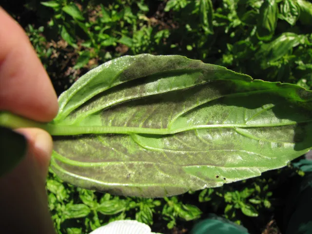 downy mildew
