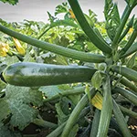Squash_Kefren_Johnny_s Selected Seeds johnnyseed_com