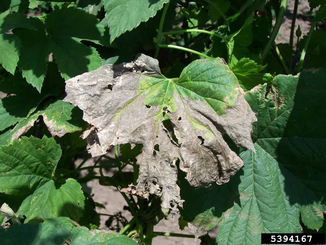 verticillium wilt
