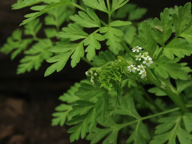 chervil