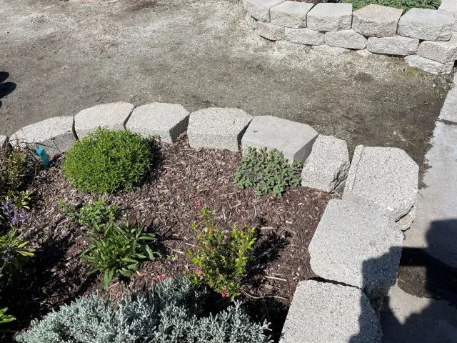 cement block raised bed with catnip plants within