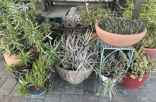 A display of succulents in containers. Jan Burnham