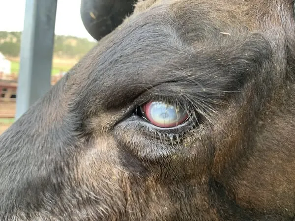 Pink Eye