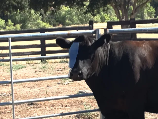 Pink Eye Patch