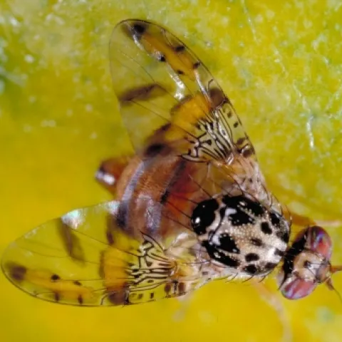 Mediterranean fruit fly (Photo by Jack Kelly Clark)