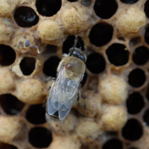 A female varroa mite on a drone (male bee). The mite is the reddish-brown parasite on the bee's thorax. (Photo by Kathy Keatley Garvey)