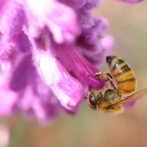 THE CURL--A honey bee, curled like a comma, nectars purple sage. (Photo by Kathy Keatley Garvey)