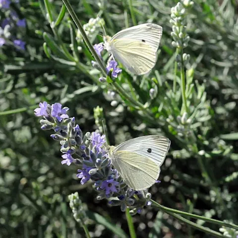 DOUBLE VISION?--Keep your eyes open for a cabbage white butterfly in California's Central Valley (Sacramento, Solano or Yolo counties). UC Davis professor Arthur Shapiro will trade a pitcher of beer for the first cabbage white of 2009. This photo was taken Sept. 7, 2008. (Photo by Kathy Keatley Garvey)