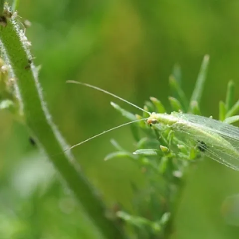 WHERE'S DINNER?--This green lacewing (Chrysopa spp.) checks out the menu in a UC Davis flower garden. (Photo by Kathy Keatley Garvey)