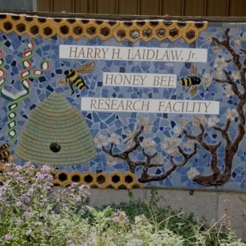 SIGN in front of the Harry H. Laidlaw Jr. Honey Bee Research Facility at UC Davis honors the legendary geneticist. The ceramic sculpture at the site (sign and walls) is the work of Davis artist Donna Billick and entomologist-artist Diane Ullman. (Photo by Kathy Keatley Garvey)