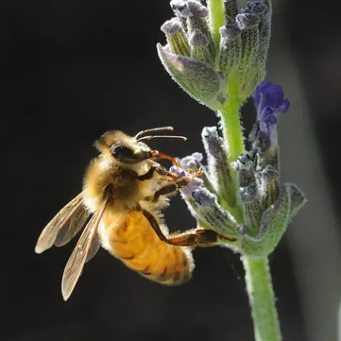 GOLDEN ONE--A honey bee, a social insect, nectars lavender. From Nov. 5-11, Häagen-Dazs will donate $1 per Tweet (up to $500 a day) Nov. 5-11 for honey bee research at UC Davis through social networking on www.twitcause.com. (Photo by Kathy Keatley Garvey)