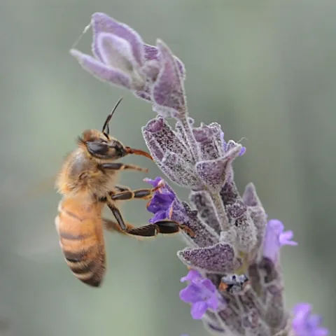 HONEY BEE nectaring lavender. (Photo by Kathy Keatley Garvey)