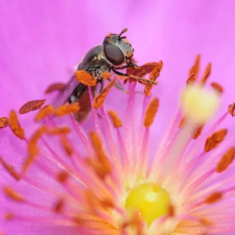 HOVER FLY, aka flower fly, nectars the rock purslane. The insect is from the family Syrphidae, and probably genus Platycheirus, according to native pollinator specialist Robbin Thorp, emeritus professor of entomology at UC Davis. (Photo by Kathy Keatley Garvey)