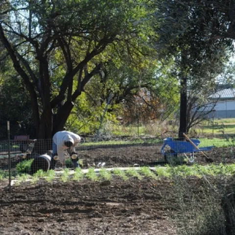 A CREW recently planted the Campus Buzzway, a quarter-acre field of golden poppies, lupine and coreoposis, on Bee Biology Road, next the the Harry H. Laidlaw Jr. Honey Bee Research Facility, UC Davis. (Photo by Kathy Keatley Garvey)