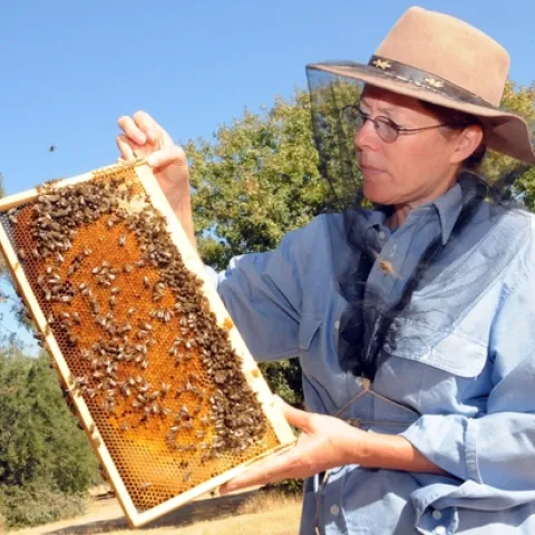 BEE BREEDER-GENETICIST Susan Cobey, manager of the Harry H. Laidlaw Jr. Honey Bee Research Facility, holds a frame of bees. (Photo by Kathy Keatley Garvey)