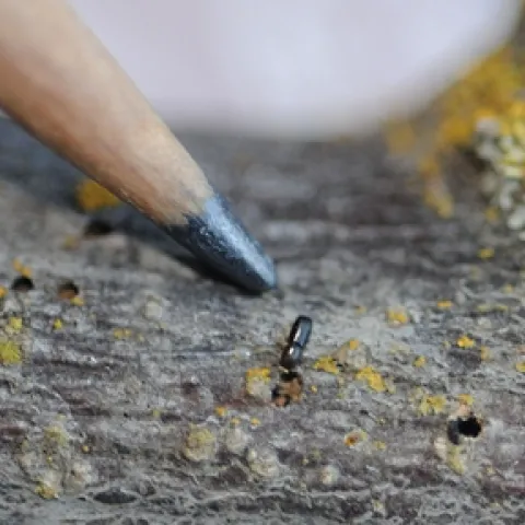 TINY walnut twig beetle, in association with a fungus, is wreaking havoc on black walnut trees. It's found in California, seven western states and now Tennessee. (Photo by Kathy Keatley Garvey)