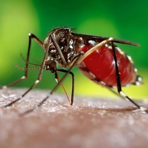 The dengue mosquito, Aedes aegypti. (Photo courtesy of James Gathany, Centers for Disease Control and Prevention)