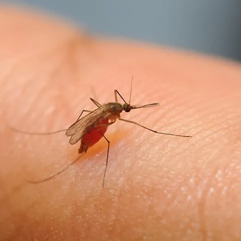 Culex quinquefasciatus, which can transmit West Nile virus. (Photo by Kathy Keatley Garvey)