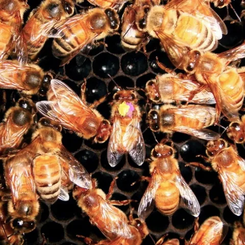 Honey bee head-butts her dancing sister to warn of danger. (Photo Courtesy of James Nieh)
