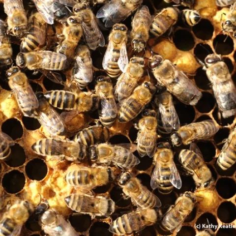 Worker bees working inside the hive. (Photo by Kathy Keatley Garvey)