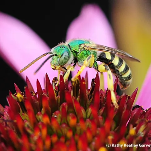Male sweat bee, Agapostemon texanus, on a purple coneflower. (Photo by Kathy Keatley Garvey)