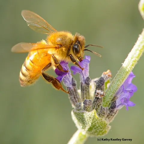 Italian bee nectaring on lavender. (Photo by Kathy Keatley Garvey)
