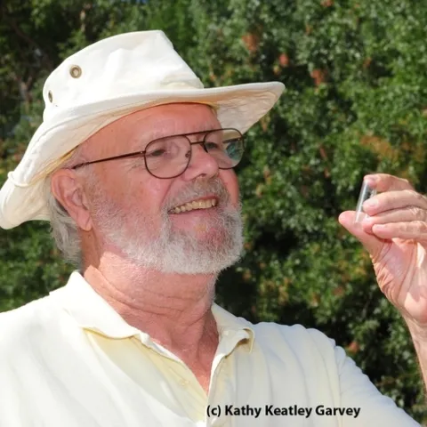 Native pollinator specialist Robbin Thorp of UC Davis is a nationally known expert on bumble bees. (Photo by Kathy Keatley Garvey)