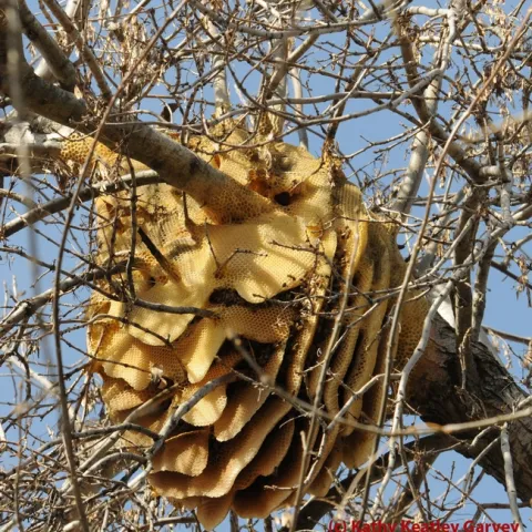 Just by looking at this feral colony, you cannot tell Africanized bees from European honey bees (EHB). (Photo by Kathy Keatley Garvey)