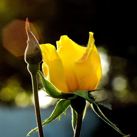 Yellow roses are popular at the rose sale. (Photo by Kathy Keatley Garvey)