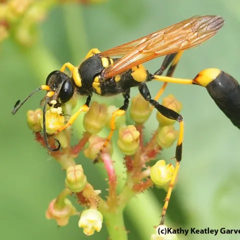 Mud dauber wasp, Sceliphron caementarium. (Photo by Kathy Keatley Garvey)
