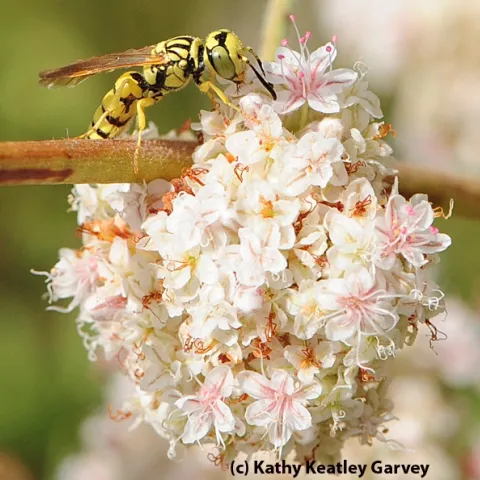 A beewolf, or crabronid wasp, on buckwheat. (Photo by Kathy Keatley Garvey)