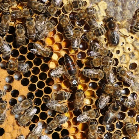 Inside the hive. (Photo by Kathy Keatley Garvey)