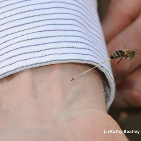 Extension apiculturist Eric Mussen getting stung on the wrist. (Photo by Kathy Keatley Garvey)