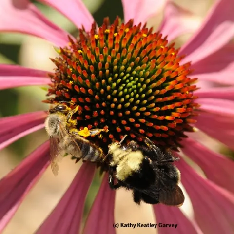 A honey bee and a yellow-faced bumble bee sharing a purple coneflower, Echinacea purpurea. (Photo by Kathy Keatley Garvey)