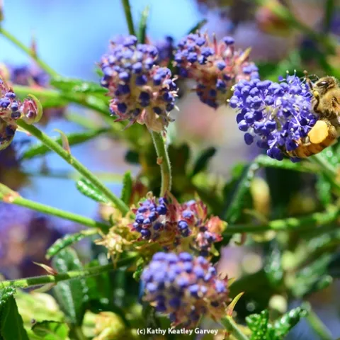 A honey bee foraging on ceanothus in the UC Davis Arboretum Teaching Nursery. (Photo by Kathy Keatley Garvey)