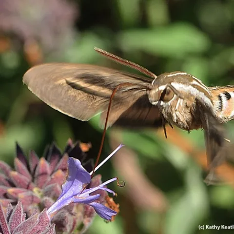 A white-lined Sphinx moth heads for a flower. (Photo by Kathy Keatley Garvey)