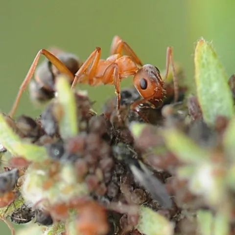 Formica moki, a native ant, frequents Yolo County gardens. (Photo by Kathy Keatley Garvey)