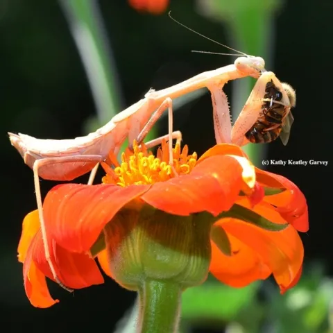 On Thanksgiving, we're grateful we're not a bee, this bee. (Photo by Kathy Keatley Garvey)