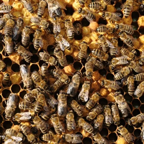 Inside the hive. (Photo by Kathy Keatley Garvey)