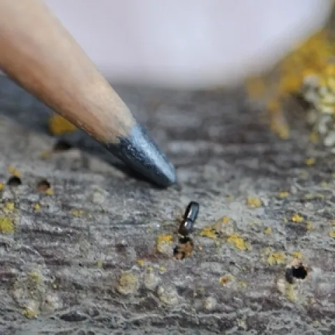 The walnut twig beetle is about the size of a grain of rice. In association with a newly described fungus, it causes thousand cankers disease of walnut and butternut trees. (Photo by Kathy Keatley Garvey)