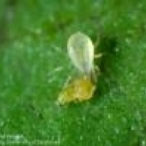 predatory mite